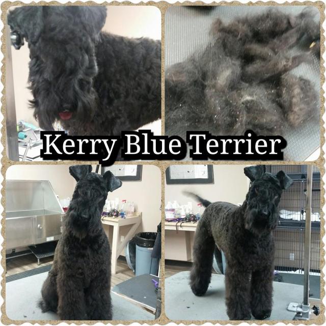 The top left is before I started grooming this beautiful girl. Notice on the top right the amount of dead hair that I was able to card out, and the dander (cellular debris) that came out of her skin.